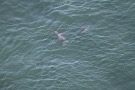 Missing Picture